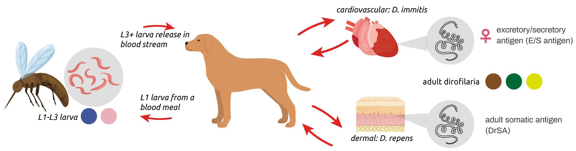 Diagnostic Chart